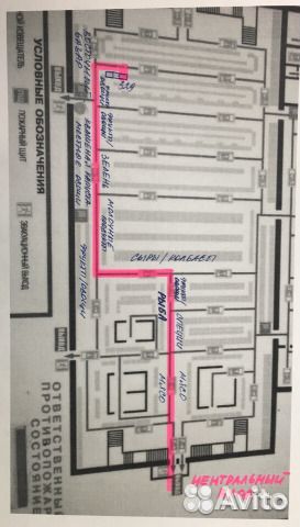 Хойя Карноза триколор