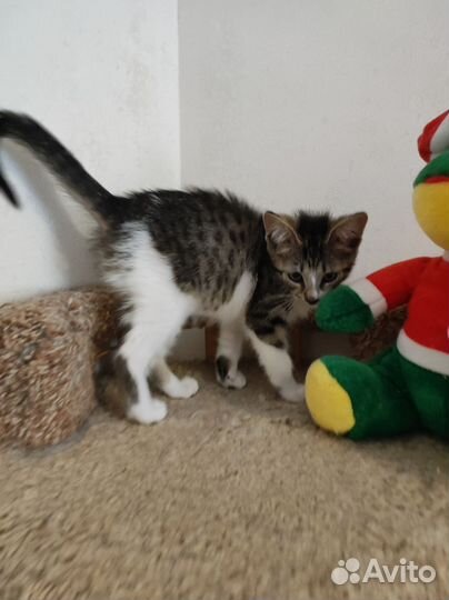 Котенок в добрые руки