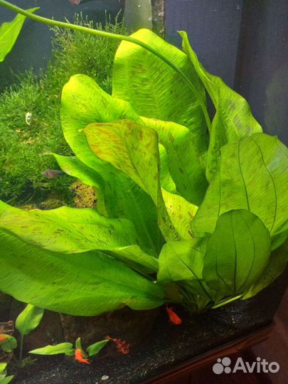 Эхинодорусы, кринум, криптокрина, апоногетоны