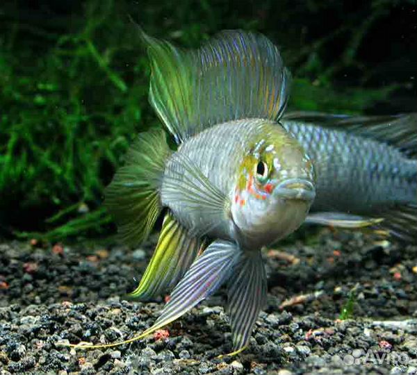 Апистограмма