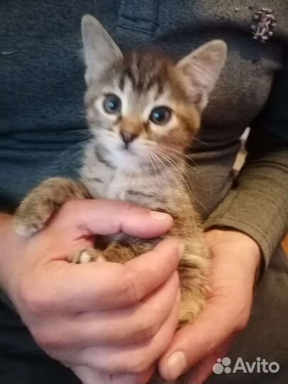 Кошка в дар