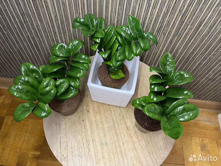 Замики зннзи жук.Замиокулькас зензи 9/20