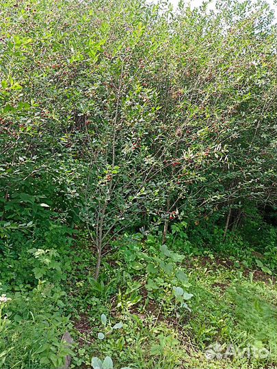 Войлочная вишня