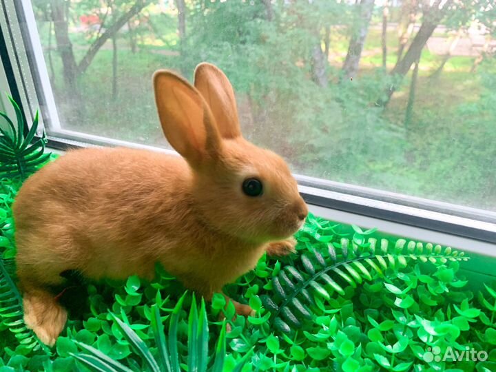 Карликовый кролик - очень редкие VIP кролики