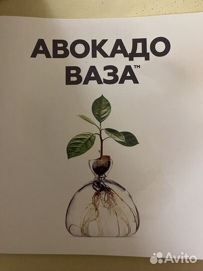 Ваза для авокадо