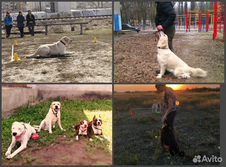 Дрессировка собак.Обучение владельцев.Передержка