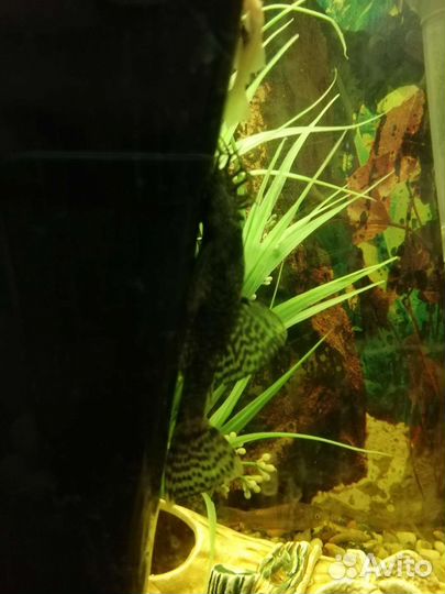 Сомики анциструсы