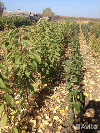 Плодовые деревья, кустарники