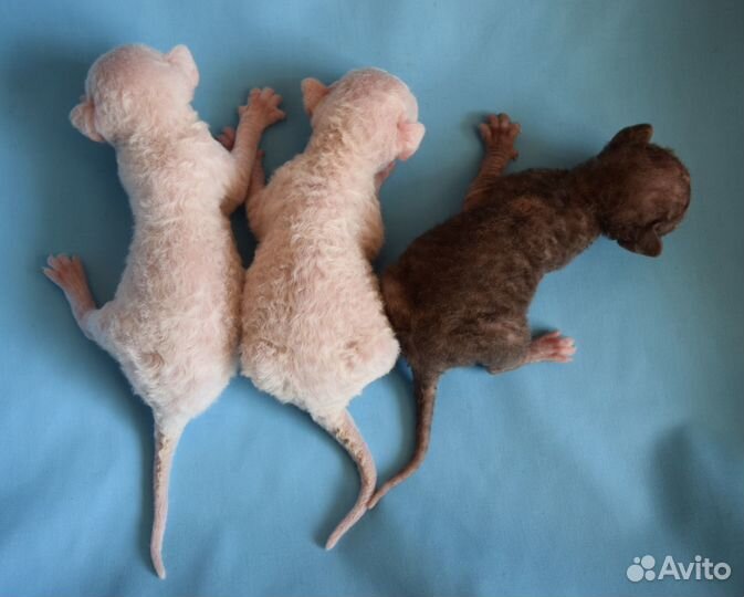 Корниш рекс котята