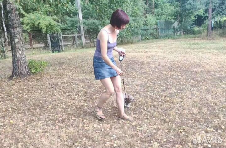 Дипломированный кинолог в Калининграде и онлайн