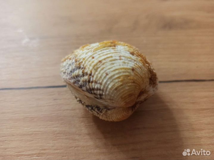 Морская раковина