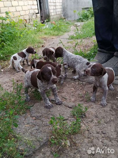 Щенки курцхаара