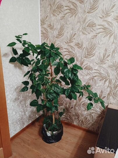 Гибискус китайская роза (дерево) 1,5 м