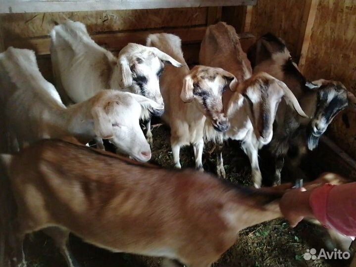 Англонубийские козы, зааненский, альпийский