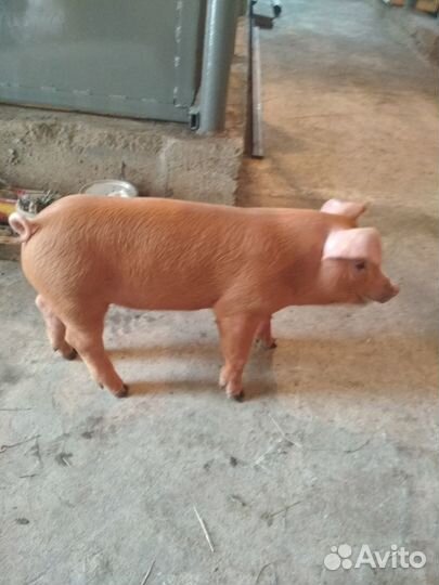 Поросята Дюрок