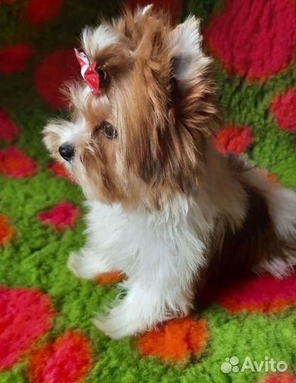 Бивер девочки