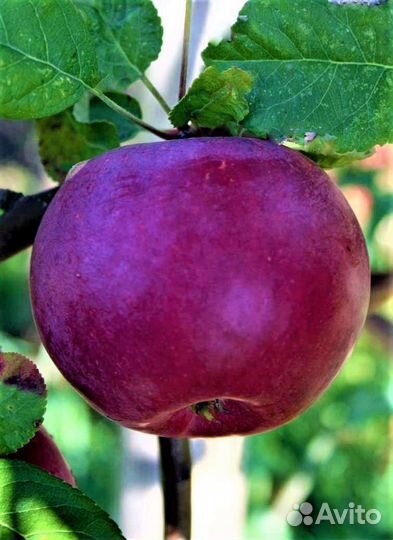 Саженцы яблони