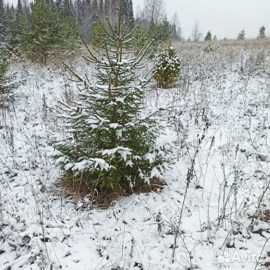 Ель Новогодняя, живая ёлка