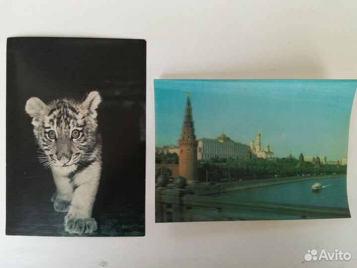 Открытка Санитарные ездовые собаки 1972 год