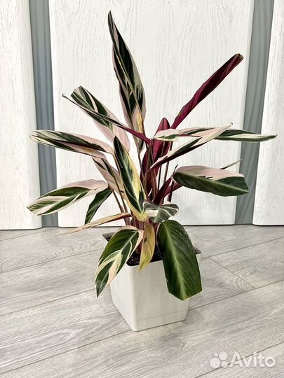 Строманта триколор