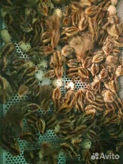 Инкубационное яйцо перепелов эстонцы, манчжурцы