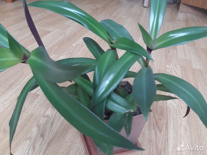 Традесканция Рео