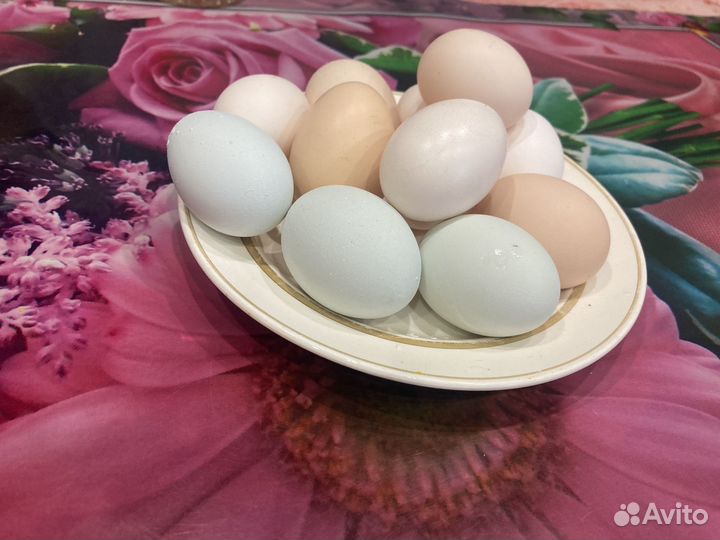 Домашние куриные яйца
