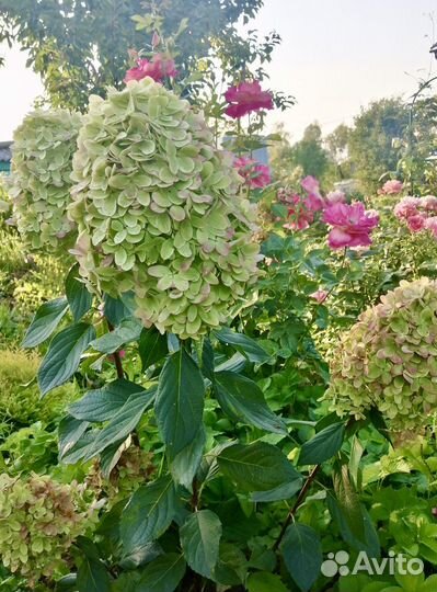 Гортензия метельчатая