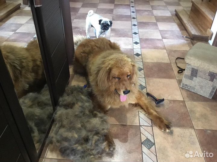 Пух Тибетского Мастифа