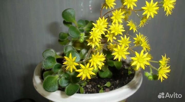 Аихризон дерево любви