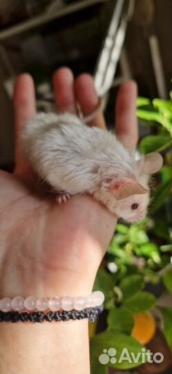 Мышь породы texel кудрявая