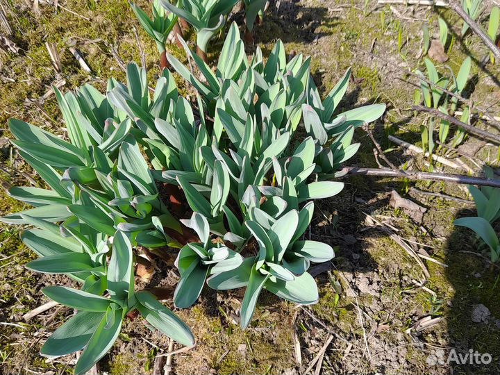 Лук Суворова Анзур