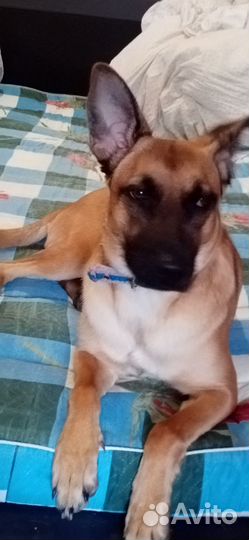 Выгульщик собак