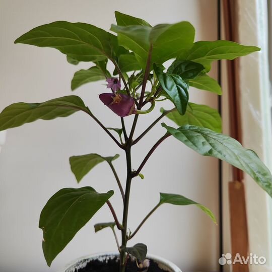 Перец комнатный острый