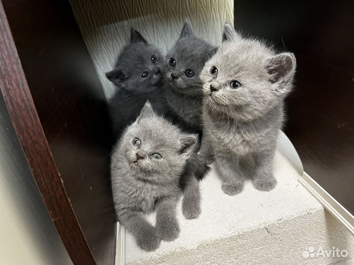 Британские котята