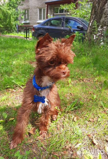 Вязка йорка кобель коричневый шоколадный окрас