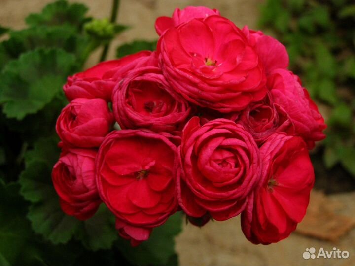 Пеларгония герань