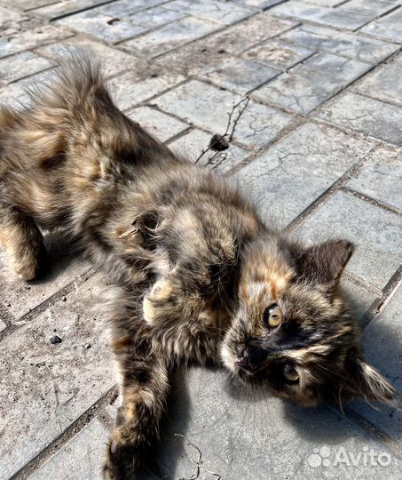 Отдам котят