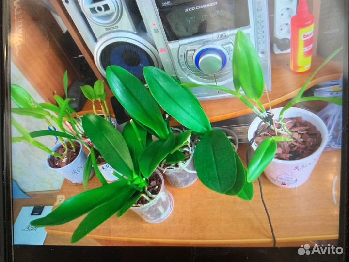 Орхидея фаленопсис крупноцветковые,каттлеи разные