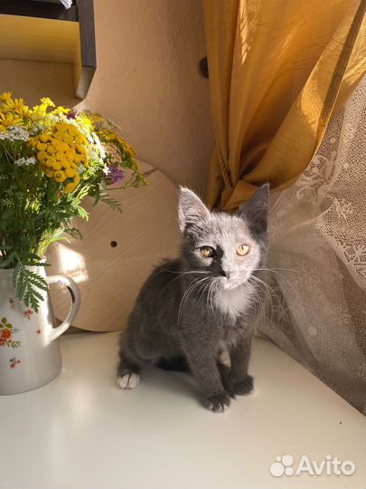 Отдам котят в добрые руки