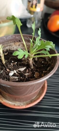 Хризантема корейская Gilbert Leigh Purple