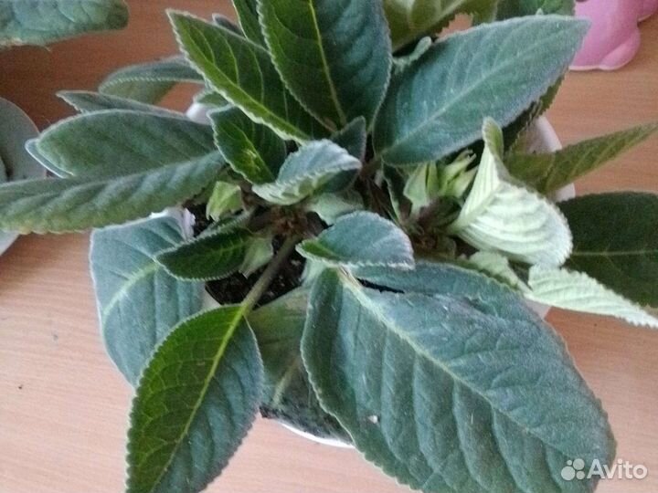 Комнатные цветы