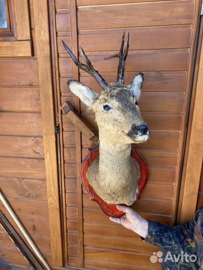 Чучело птицы