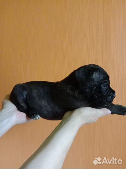 Щенки кане корсо