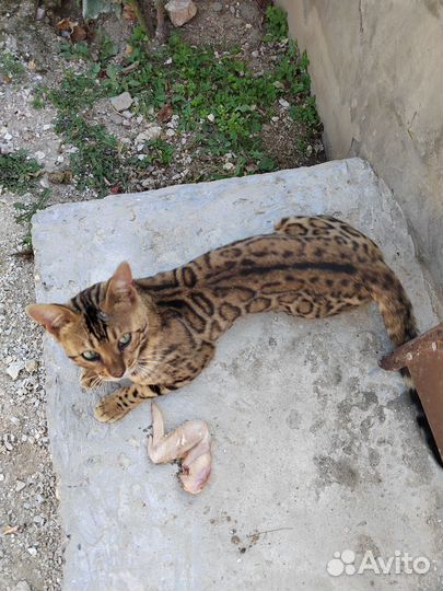 Бенгалы кот и кошка