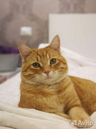 Передержка кошек