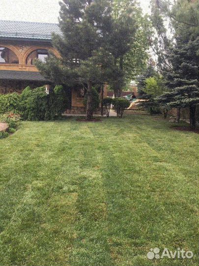 Рулонный газон, укладка, продажа