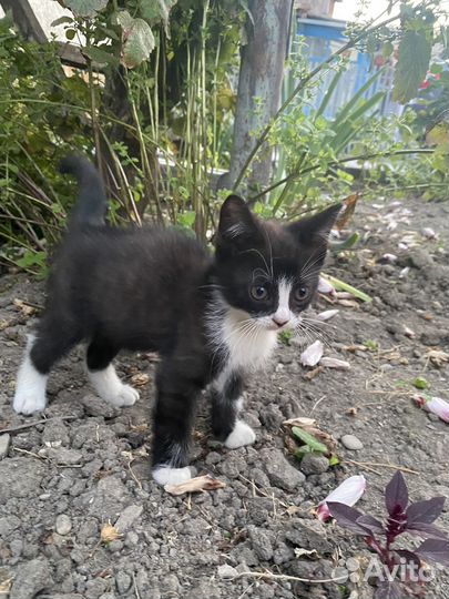 Котята в добрые руки даром