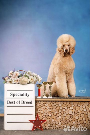 Королевский Пудель вязка