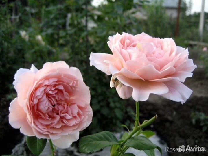 Английская Роза Ти Клиппер